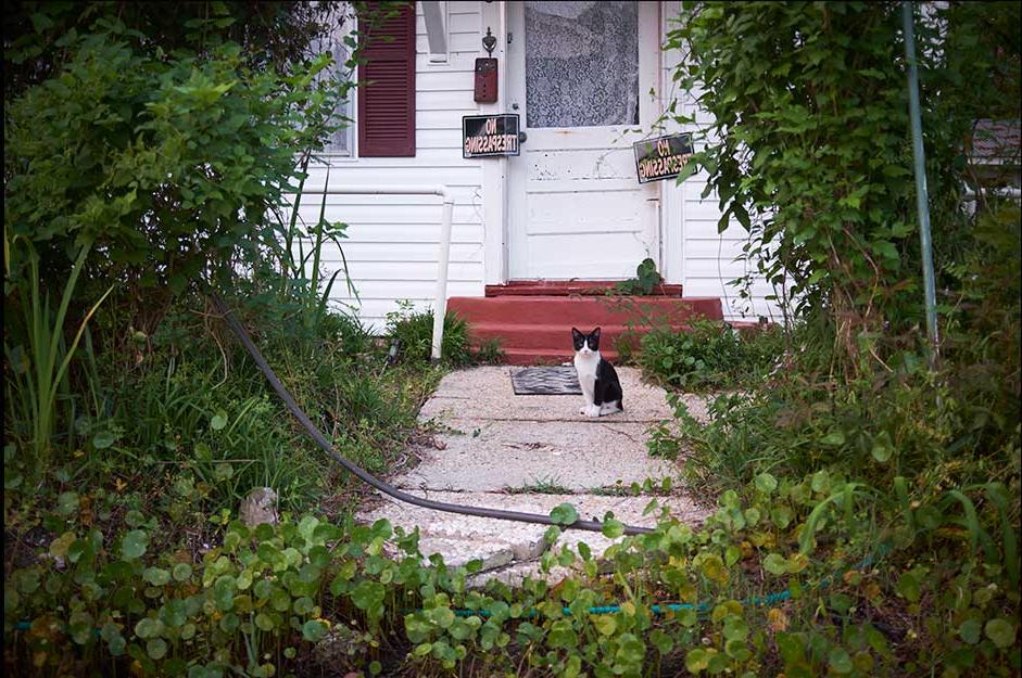 Photo from Third Coast of a black and white cat in front of a closed door with a No Trespassing sign
